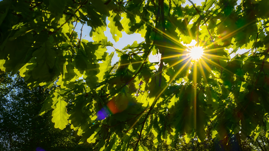11 tips om de tuin te wapenen tegen hitte en droogte