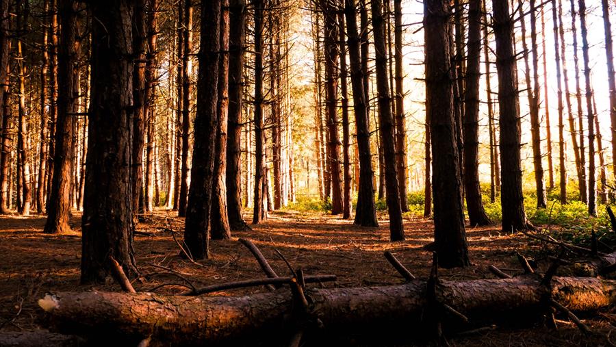 Halvering van “Vlaams hout” in vier jaar tijd