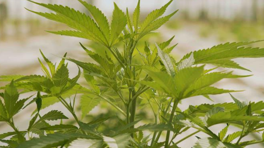 Buddy Belgium met en garde contre les cannabinoïdes (semi-)synthétiques