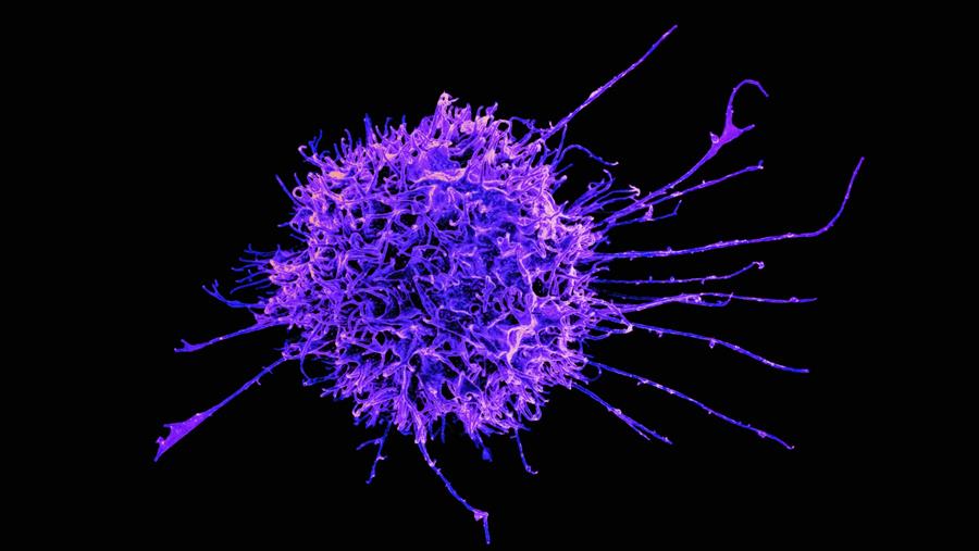 (Boek) Feiten en fabels over het immuunsysteem